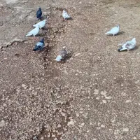 کبوترزوردار