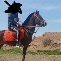 اسب