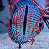 انواع نژاد دیسکس و ماهیان گیاهخوار