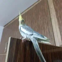 عروس هلندی