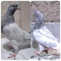.کفتر|پرنده|نائین, |دیوار