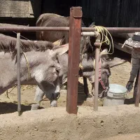 ۳ راس الاغ ماده