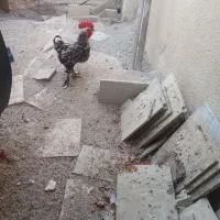 خروس دیلگونی