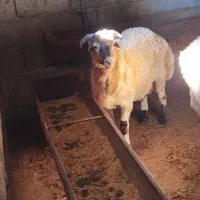 بره نر