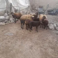 میش و بره