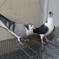 کبوتر سینه دم پاک