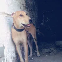 مجموعه سگ سراب