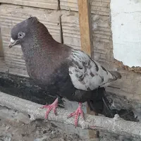 کبوتر گرفتنی رنگی و پرشی  ارشینگل پلاکی  حندقی