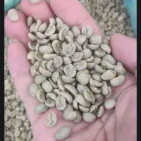 فروش دان قهوه سبز و رست شده عمده و خرده