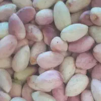 پسته تازه