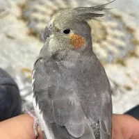 دو عدد عروس هلندی