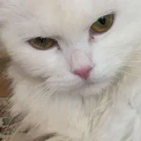 گربه پرشین