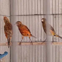سلام چند جفت سرخ سوخته  با جوجه ها شون قیمت