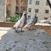 کفتر انگلیسی