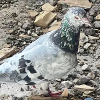 کفتر سرور