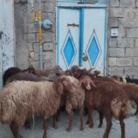 گوسفند نر و ماده