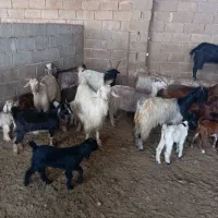 ۱۴راس بز کهره دار