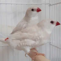 فنچ الماسی و طوطی کوتوله برزیلی