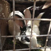 خرگوش|موش و خرگوش|گلستان (کرمان), |دیوار