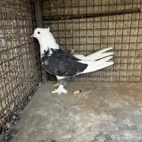 کفتر هما سرور ابلغ شازده مسجدی سرخ قرمزی