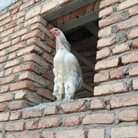 نیمچه خروس برهما ۵ ماهه