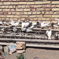 ۱۸عدد طوقی همه کاکل