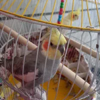 یه جفت عروس نر و ماده با قفس