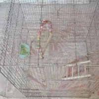 قفس عروس یا طوطی