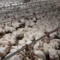 کارگر مرغداری باخانواده