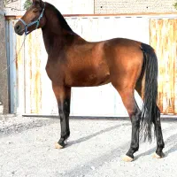 کره ورزشی