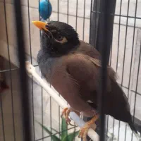 مرغ مینا سخنگو با قفس