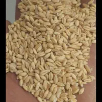 گندم آبی پیشگام