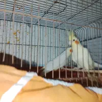 یک جفت عروس هلندی