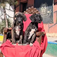 کن کورسو رنگ خاص دو تا ماده ۹۰ روزه