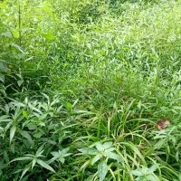 روز چیدن.تازه میارم