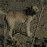 سگ گله درشت