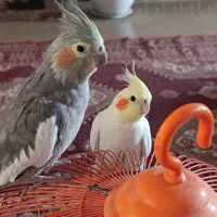۳عددعروس هلندی ۱عددمینا