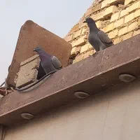 کبوتر|پرنده|باوی, |دیوار