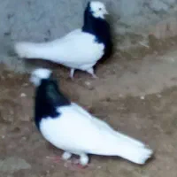 یه جفت طوقی سرخ دم سفید بشرط تخم جوجه بدون عیب