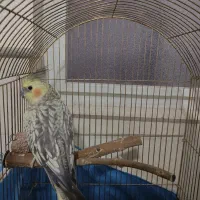 عروس هلندی نر