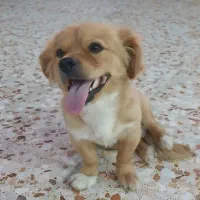 سگ پاکوتاه پامر
