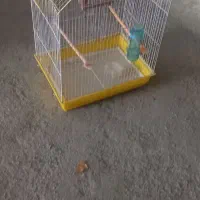 قفس