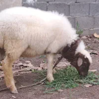فروش بره نر