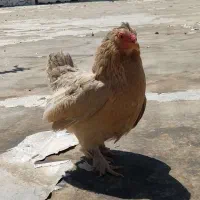مرغ سبرایت پا کوتاه تخم گذار