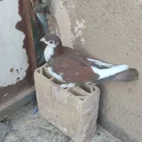سلام حیوان خوشگل یک کت کامل سفید چینگ ریز
