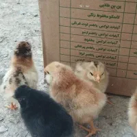 جوجه محلی