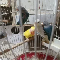 جوجه کتوله دونخور