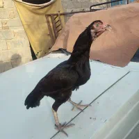 ماده مرغ نصل دار فروشی