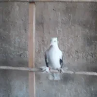 یک نر ماهرخ وابلغ سیاه