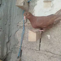 کفتر گلی و پلنگ